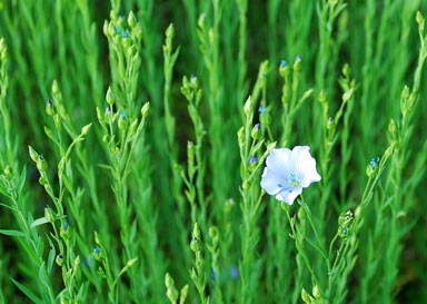 flax flower