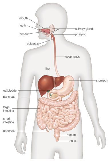 Digestive System