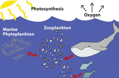 foodchain diagram