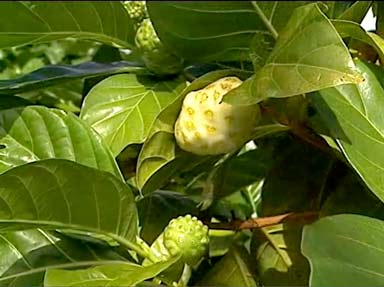 Noni Fruit