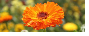 calendula2slider